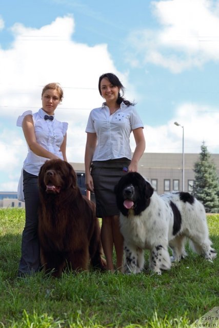 Фото: ньюфаундленд Lesnaja Skazka Korolevskiy Medved (Лесная Сказка Королевский Медведь), Svetlana Samarceva (Светлана Самарцева), ньюфаундленд Akvian Song Zefir (Аквиан Сонг Зефир), Kristina Vlas'eva (Кристина Власьева)