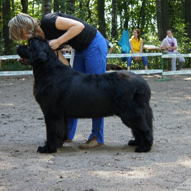 Фото: ньюфаундленд Smigar Greyt Saksyes (Смигар Грейт Саксэс)