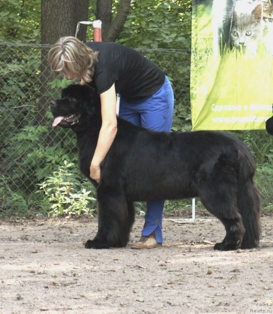 Фото: ньюфаундленд Smigar Greyt Saksyes (Смигар Грейт Саксэс)