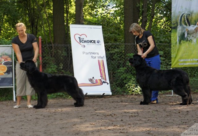 Фото: ньюфаундленд Dar Svezy Uriel Korona Borealis (Дар Свезы Юриель Корона Бореалис), ньюфаундленд Smigar Greyt Saksyes (Смигар Грейт Саксэс)