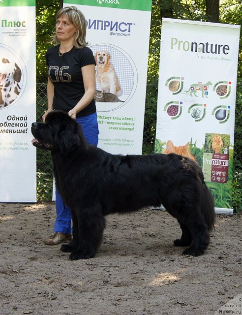 Фото: ньюфаундленд Smigar Gordon Fellow (Смигар Гордон-Феллоу)