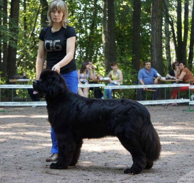 Фото: ньюфаундленд Smigar Gordon Fellow (Смигар Гордон-Феллоу)