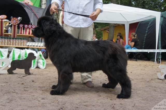 Фото: ньюфаундленд Kalina Krasnaya iz Antagrada (Калина Красная из Антаграда)