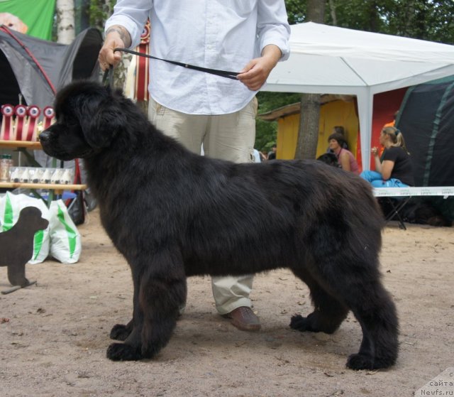 Фото: ньюфаундленд Kalina Krasnaya iz Antagrada (Калина Красная из Антаграда)