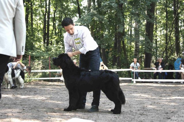 Фото: ньюфаундленд Smigar Odna na Million (Смигар Одна на Миллион)