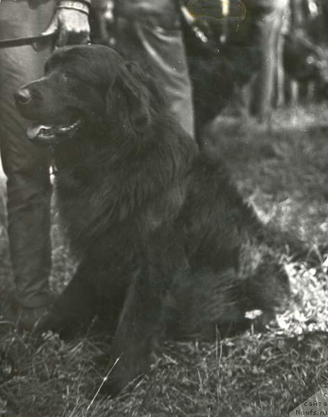 Фото: ньюфаундленд Noy (Ной)