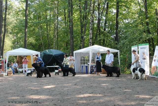 Фото: ньюфаундленд King of Helluland Over Ruled