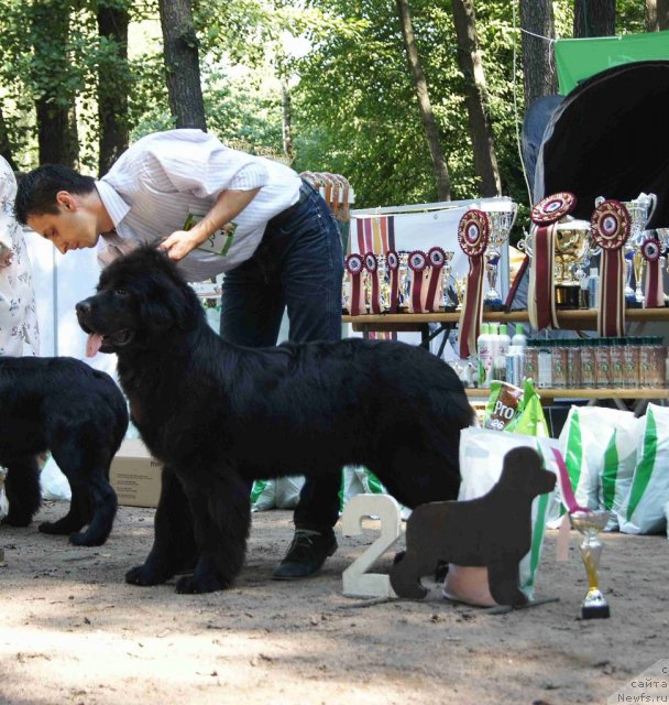 Фото: ньюфаундленд Smigar Severnaya Verona (Смигар Северная Верона)
