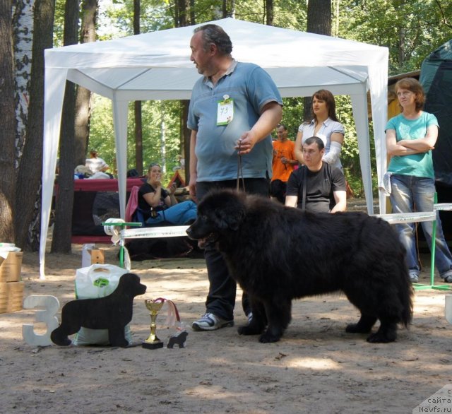 Фото: ньюфаундленд Smigar Talara (Смигар Талара)