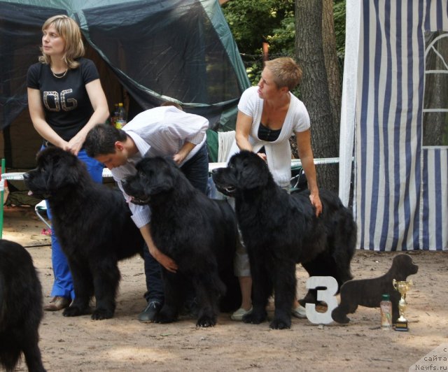 Фото: ньюфаундленд Smigar Gordon Fellow (Смигар Гордон-Феллоу), ньюфаундленд Smigar Greyt Saksyes (Смигар Грейт Саксэс), ньюфаундленд Smigar Imperiya Strasti (Смигар Империя Страсти)