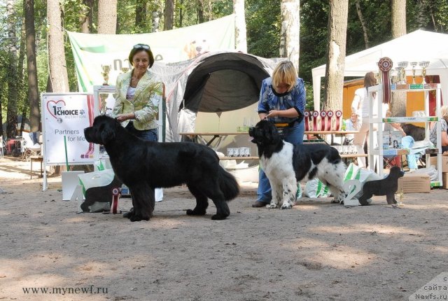 Фото: ньюфаундленд Threeponds Sunny Flower for Sent Djons