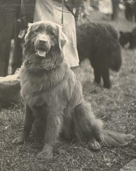 Фото: ньюфаундленд Nika (Ника)