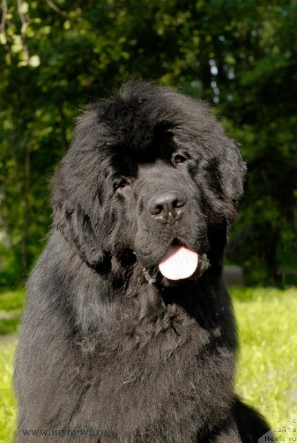 Фото: ньюфаундленд Sent Djons Hummer (Сент Джонс Хаммер)