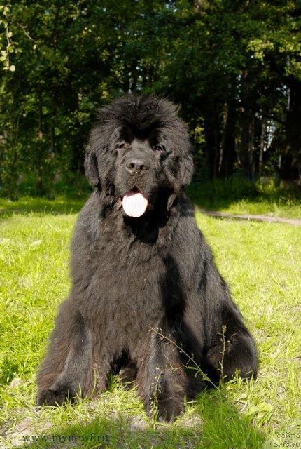 Фото: ньюфаундленд Sent Djons Hummer (Сент Джонс Хаммер)