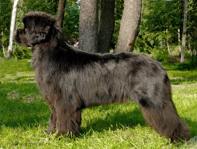 Фото: ньюфаундленд Sent Djons Hummer (Сент Джонс Хаммер)