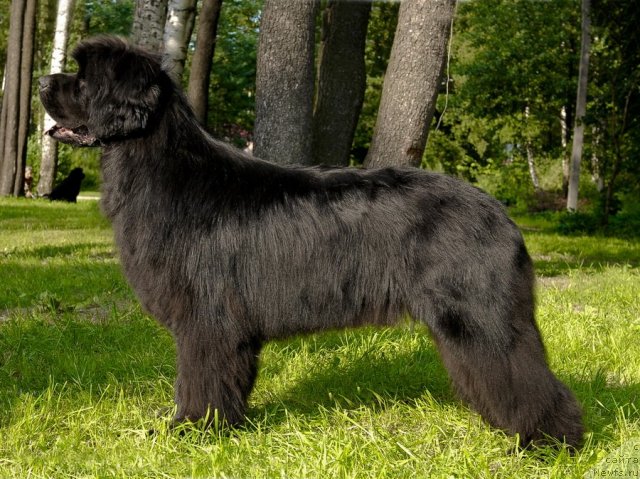 Фото: ньюфаундленд Sent Djons Hummer (Сент Джонс Хаммер)