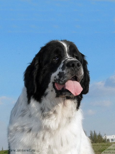 Фото: ньюфаундленд Kloofbears Lancelot for Sent Djons