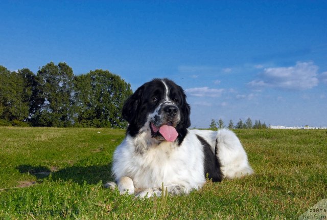 Фото: ньюфаундленд Kloofbears Lancelot for Sent Djons