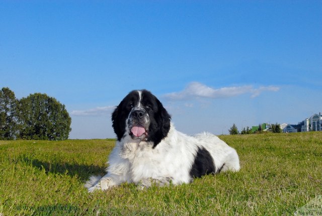 Фото: ньюфаундленд Kloofbears Lancelot for Sent Djons