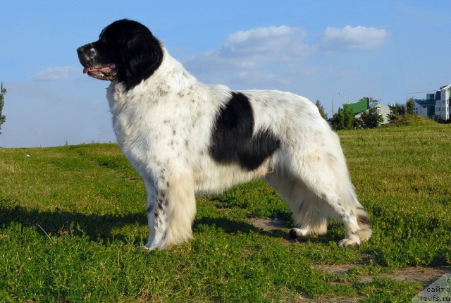 Фото: ньюфаундленд Kloofbears Lancelot for Sent Djons