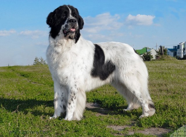 Фото: ньюфаундленд Kloofbears Lancelot for Sent Djons