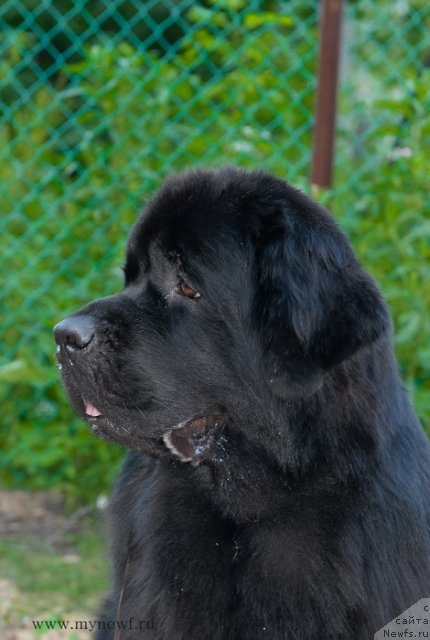 Фото: ньюфаундленд Aquatoriya Kelvin Kadril (Акватория Келвин Кадриль)