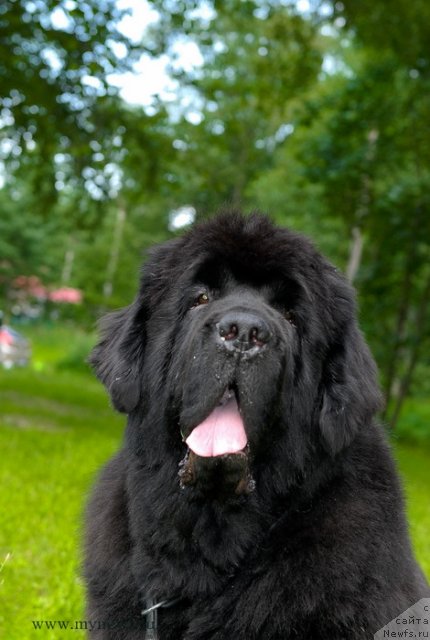 Фото: ньюфаундленд Cayuga Mescalero