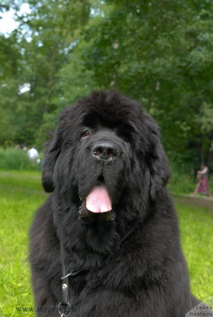 Фото: ньюфаундленд Cayuga Mescalero