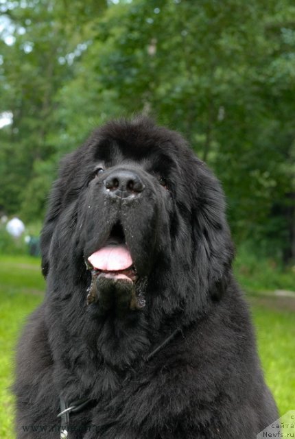 Фото: ньюфаундленд Cayuga Mescalero