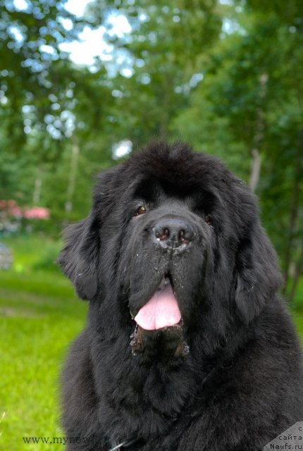 Фото: ньюфаундленд Cayuga Mescalero