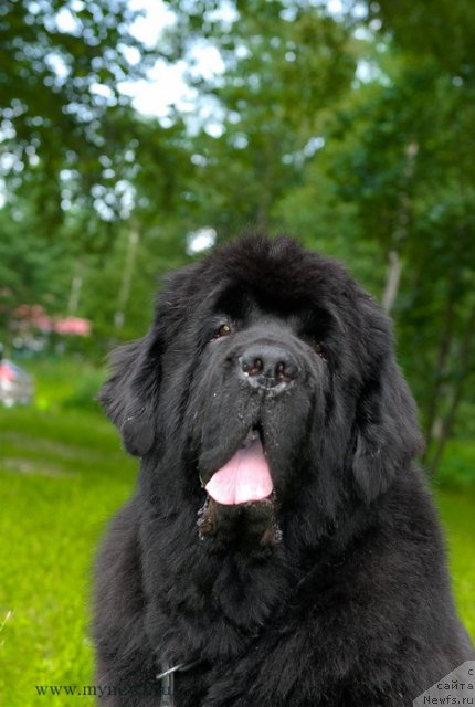 Фото: ньюфаундленд Cayuga Mescalero