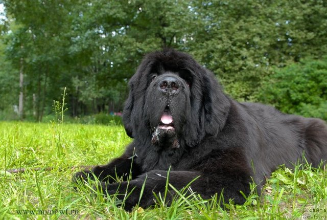 Фото: ньюфаундленд Cayuga Mescalero