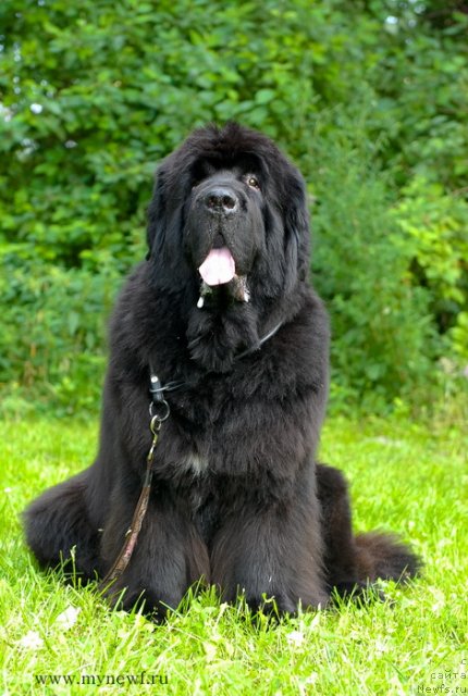 Фото: ньюфаундленд Cayuga Mescalero