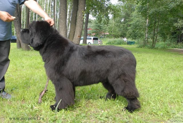 Фото: ньюфаундленд Cayuga Mescalero