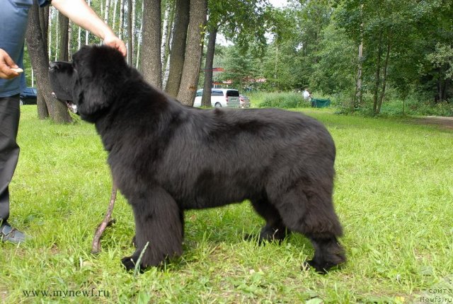 Фото: ньюфаундленд Cayuga Mescalero