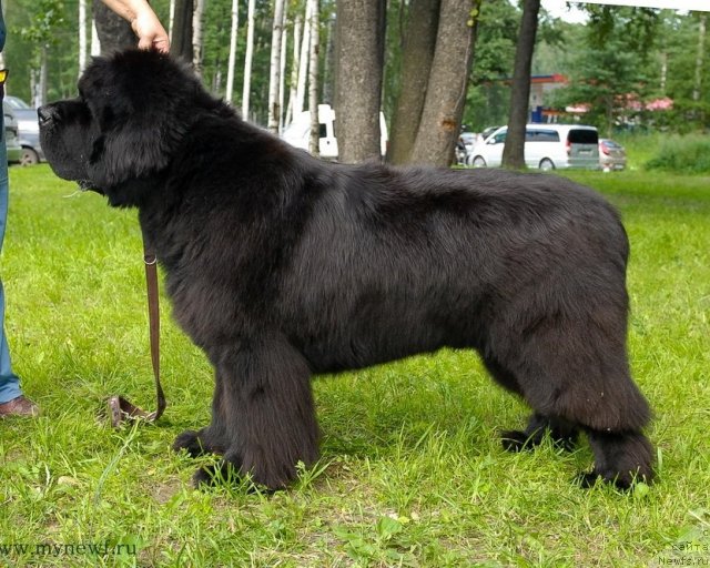 Фото: ньюфаундленд Cayuga Mescalero