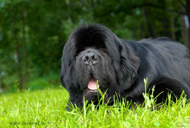 Фото: ньюфаундленд Aquatoriya Kelvin Kilimandzharo (Акватория Келвин Килиманджаро)