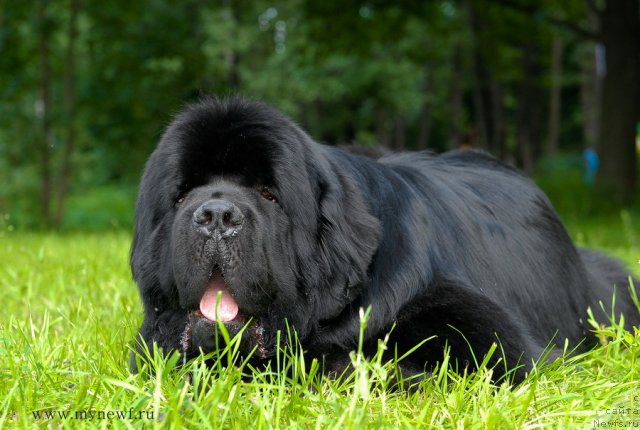 Фото: ньюфаундленд Aquatoriya Kelvin Kilimandzharo (Акватория Келвин Килиманджаро)