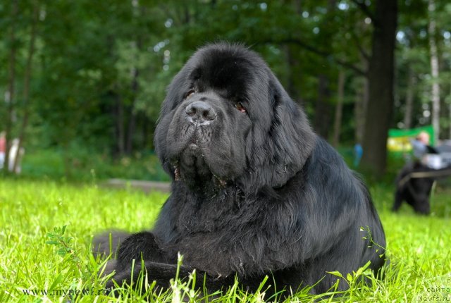 Фото: ньюфаундленд Aquatoriya Kelvin Kilimandzharo (Акватория Келвин Килиманджаро)