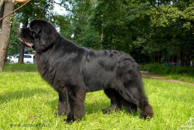 Фото: ньюфаундленд Aquatoriya Kelvin Kilimandzharo (Акватория Келвин Килиманджаро)