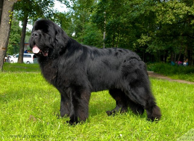 Фото: ньюфаундленд Aquatoriya Kelvin Kilimandzharo (Акватория Келвин Килиманджаро)