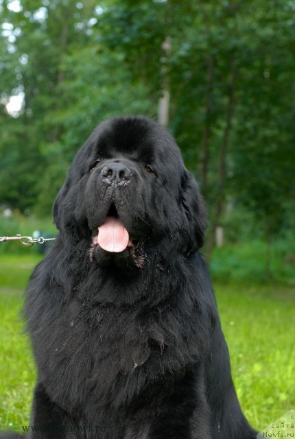 Фото: ньюфаундленд Aquatoriya Kelvin Kilimandzharo (Акватория Келвин Килиманджаро)