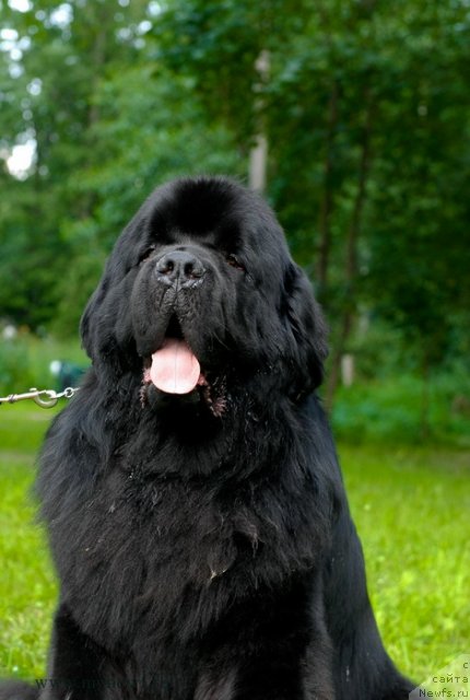 Фото: ньюфаундленд Aquatoriya Kelvin Kilimandzharo (Акватория Келвин Килиманджаро)