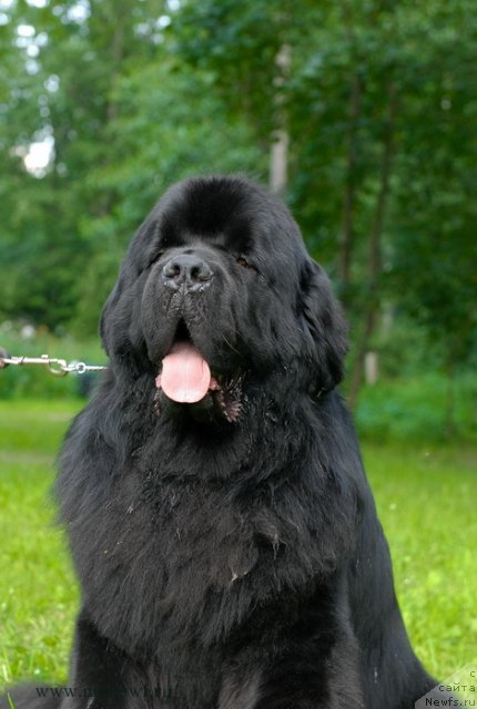 Фото: ньюфаундленд Aquatoriya Kelvin Kilimandzharo (Акватория Келвин Килиманджаро)