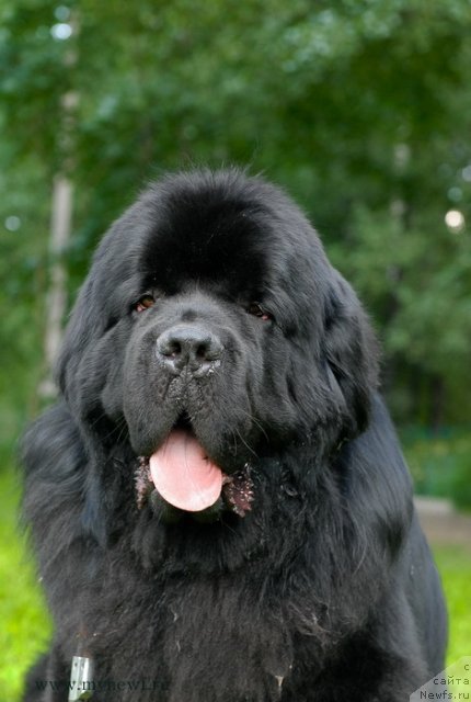 Фото: ньюфаундленд Aquatoriya Kelvin Kilimandzharo (Акватория Келвин Килиманджаро)