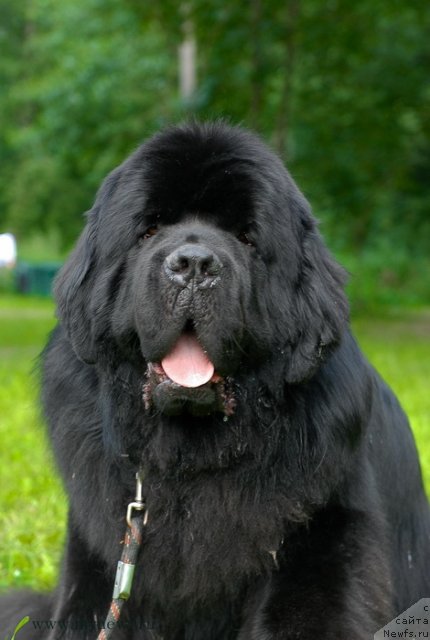 Фото: ньюфаундленд Aquatoriya Kelvin Kilimandzharo (Акватория Келвин Килиманджаро)