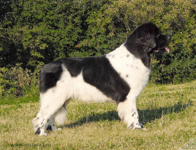 Фото: ньюфаундленд Threeponds Sunny Flower for Sent Djons