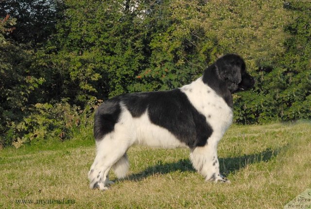 Фото: ньюфаундленд Threeponds Sunny Flower for Sent Djons