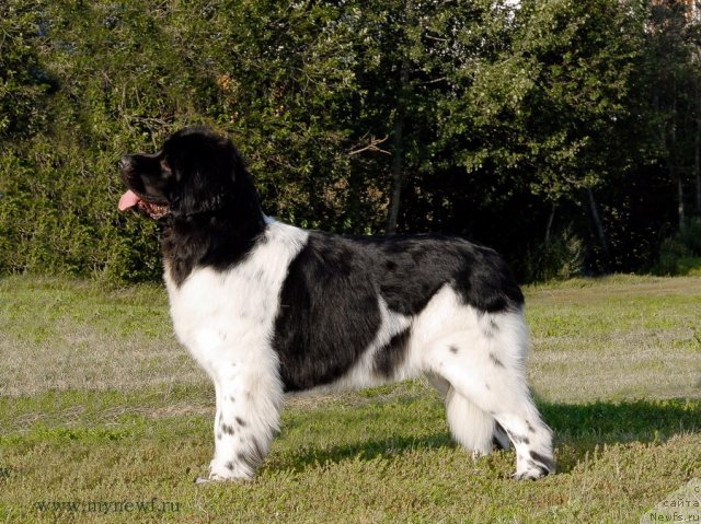 Фотография № 102890