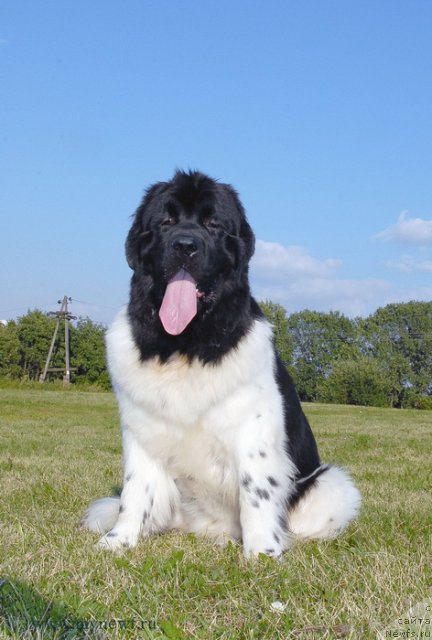 Фотография № 102899